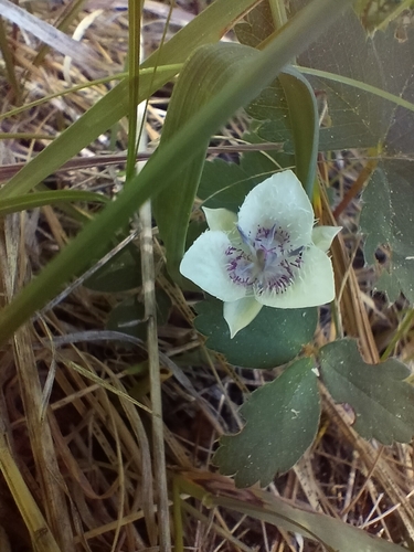 Image of Calochortus elegans by (c) Carolyn Koehn, some rights reserved (CC BY)