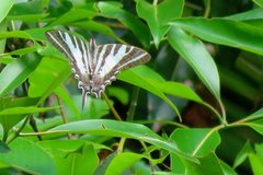 Protographium leosthenes
