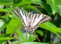 Protographium leosthenes