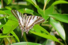 Protographium leosthenes