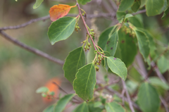 Azara petiolaris