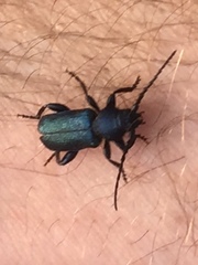 Callidium antennatum