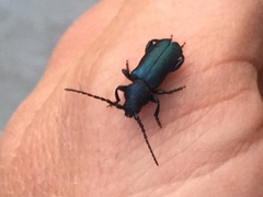 Callidium antennatum