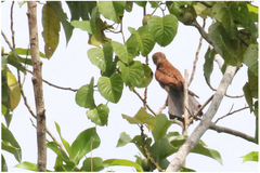 Falco moluccensis
