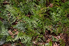 Lindsaea trichomanoides