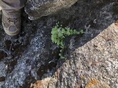 Sairocarpus nuttallianus