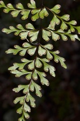Lindsaea trichomanoides