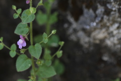 Sairocarpus nuttallianus