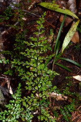 Lindsaea trichomanoides