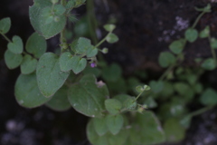 Sairocarpus nuttallianus