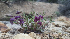 Penstemon kingii