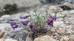 Penstemon kingii