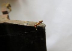 Colobopsis macrocephala