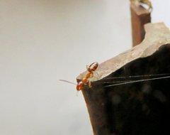 Colobopsis macrocephala