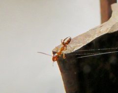 Colobopsis macrocephala