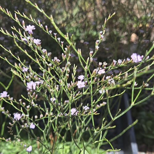 Image of Limonium duriusculum by no rights reserved