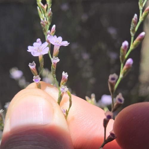 Image of Limonium duriusculum by no rights reserved