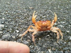 Geothelphusa bicolor