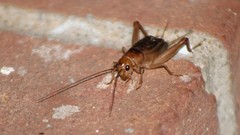 Anurogryllus arboreus