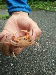 Geothelphusa bicolor