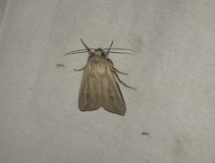 Leucania phragmitidicola