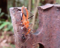 Gminatus australis