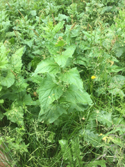 Blitum bonus-henricus