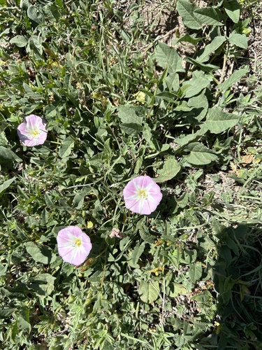 Convolvulus arvensis iNat (1)