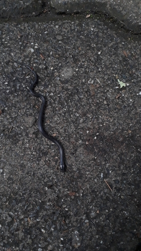 Coffee Earth Snake