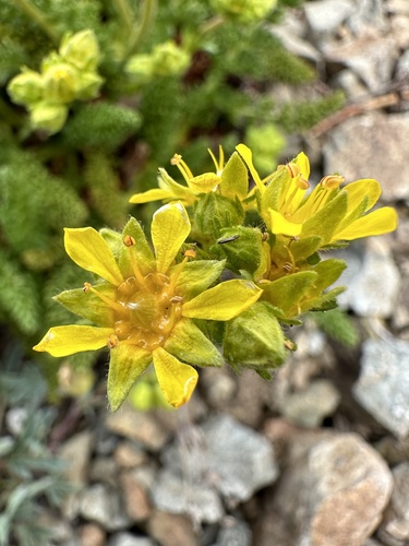 Potentilla tweedyi (Rydb.) Howell