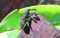 Isacantha rhinotioides