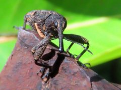 Isacantha rhinotioides