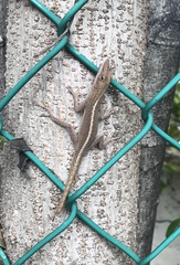 Anolis porcatus