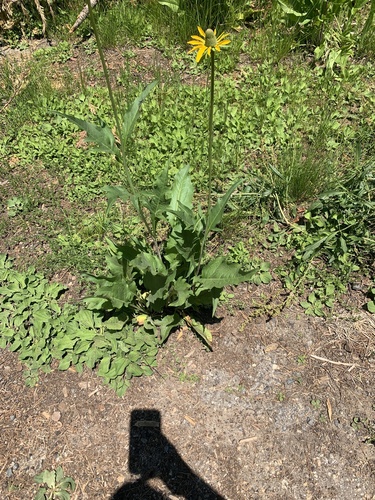 California coneflower (Rudbeckia californica)