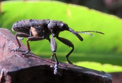 Isacantha rhinotioides