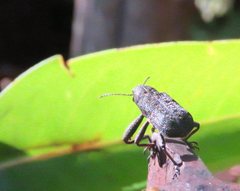 Isacantha rhinotioides