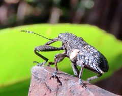 Isacantha rhinotioides
