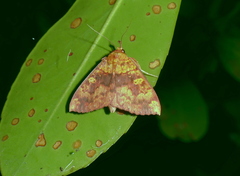 Singara diversalis