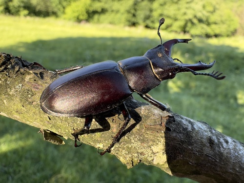 Lucanus ibericus