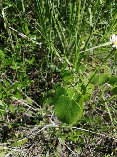 Image of Betula platyphylla by (c) Roman A. Lagazyuk (Роман А. Лагазюк), some rights reserved (CC BY)