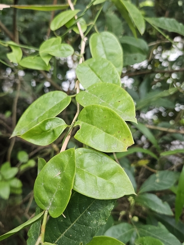 Vincetoxicum flexuosum observed 2024-06-29