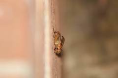 Anurogryllus arboreus