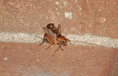 Anurogryllus arboreus