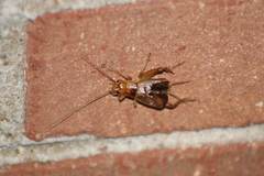 Anurogryllus arboreus