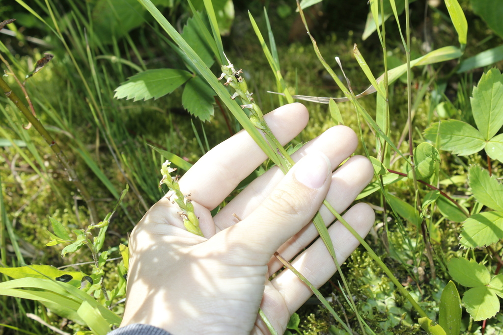 Spiranthes lucida
