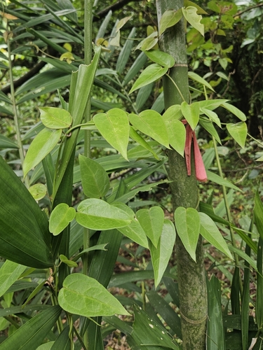 Vincetoxicum flexuosum observed 2024-06-29