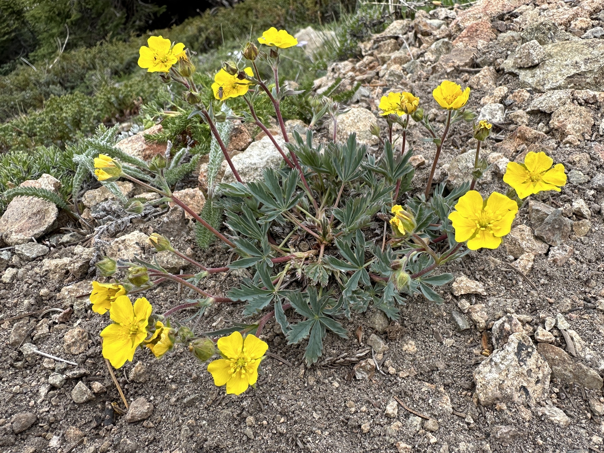 Potentilla glaucophylla