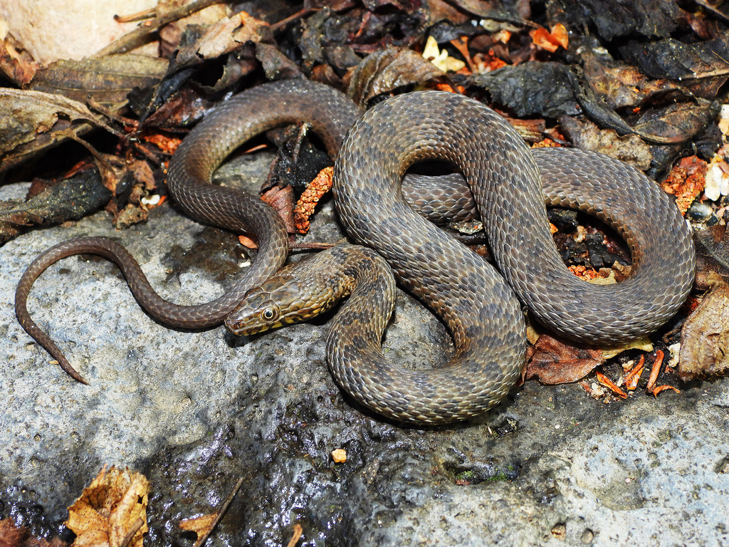 Narrow-Headed Garter Snake