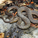 Narrowhead Garter Snake - Photo (c) Yinan Li, some rights reserved (CC BY-NC), uploaded by Yinan Li