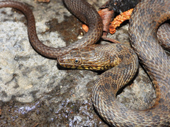 Narrow-Headed Garter Snake photo 2